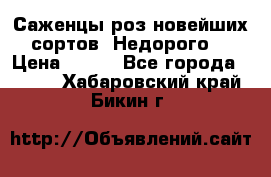 Саженцы роз новейших сортов. Недорого. › Цена ­ 350 - Все города  »    . Хабаровский край,Бикин г.